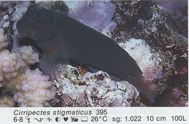 Cirripectes stigmaticus
